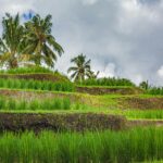 Rice Terraces - Bali