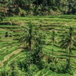 Rice Terraces - Bali