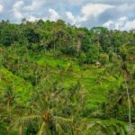 Rice Terraces